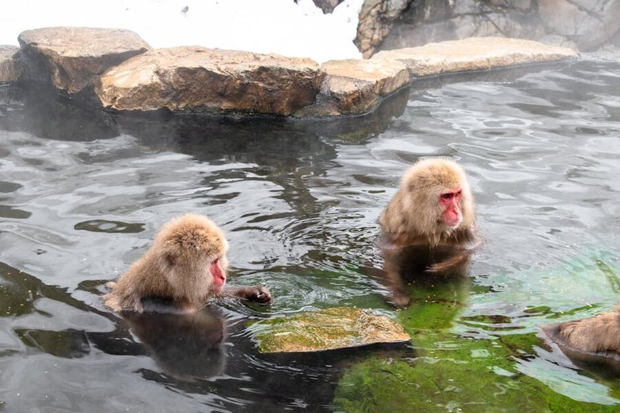 Two snow monkeys soaking in a Yamanouchi hot spring