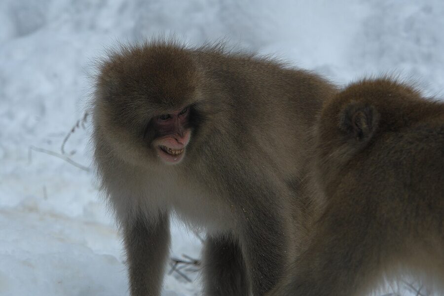 A snow monkey on a Shibu-onsen ryokan signpost