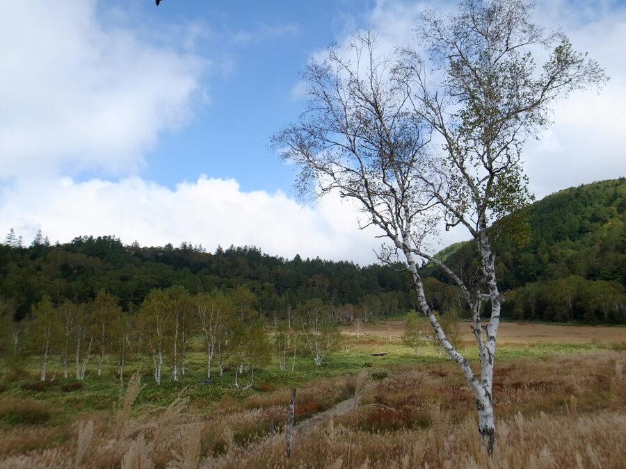 Shiga Kogen plateau in autumn with red maple foliage