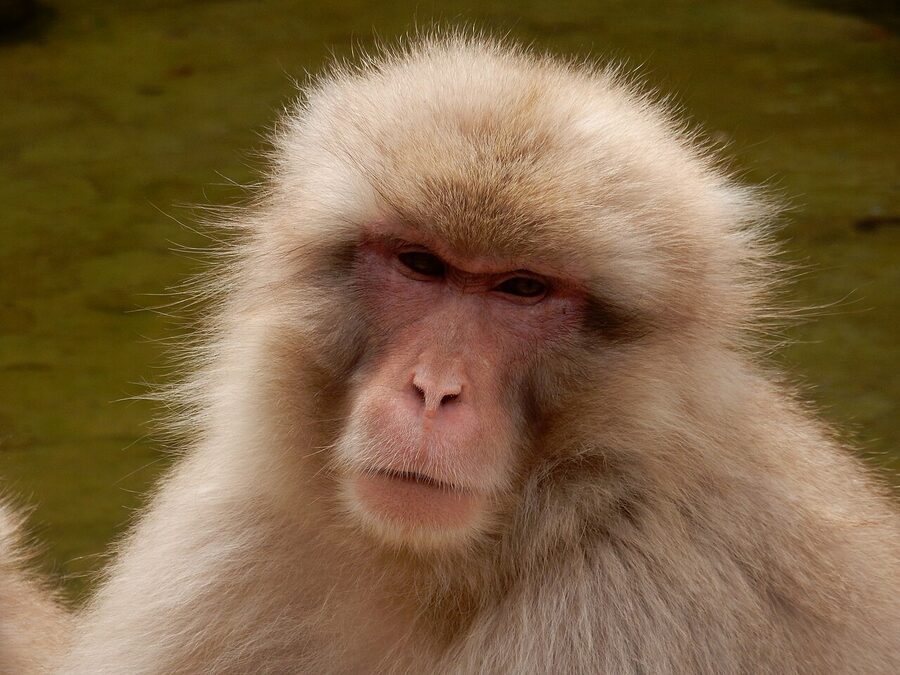 A Japanese macaque on a spring afternoon at Jigokudani
