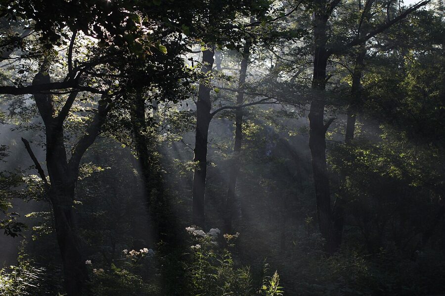 Morning mist behind the Kamikochi Imperial Hotel