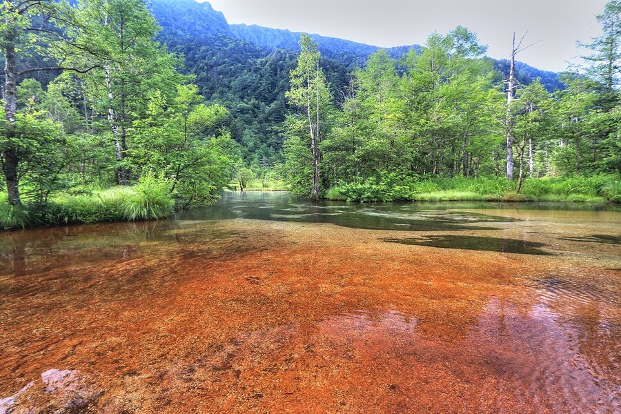 Tashiro-ike pond surrounded by marsh
