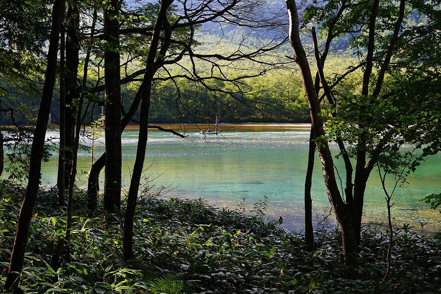 Standing deadwood at Taisho-ike pond, Kamikochi