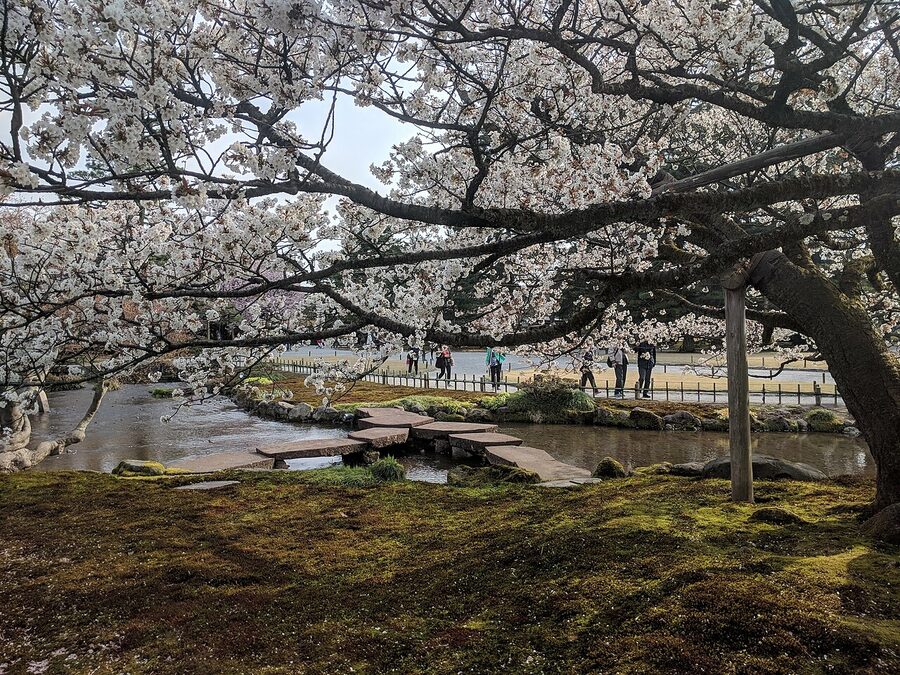 Kenroku-en garden Gankobashi in cherry blossom