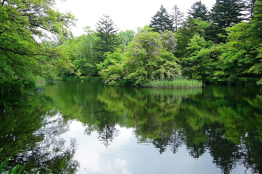 Kumoba Pond Karuizawa fresh green leaves spring