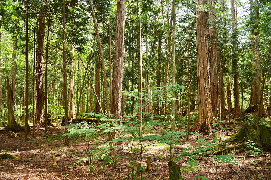 Towering hinoki cypress trees in the Akasawa Natural Recreation Forest