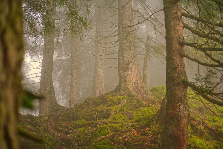 A fog-drenched conifer forest evoking the Akasawa atmosphere