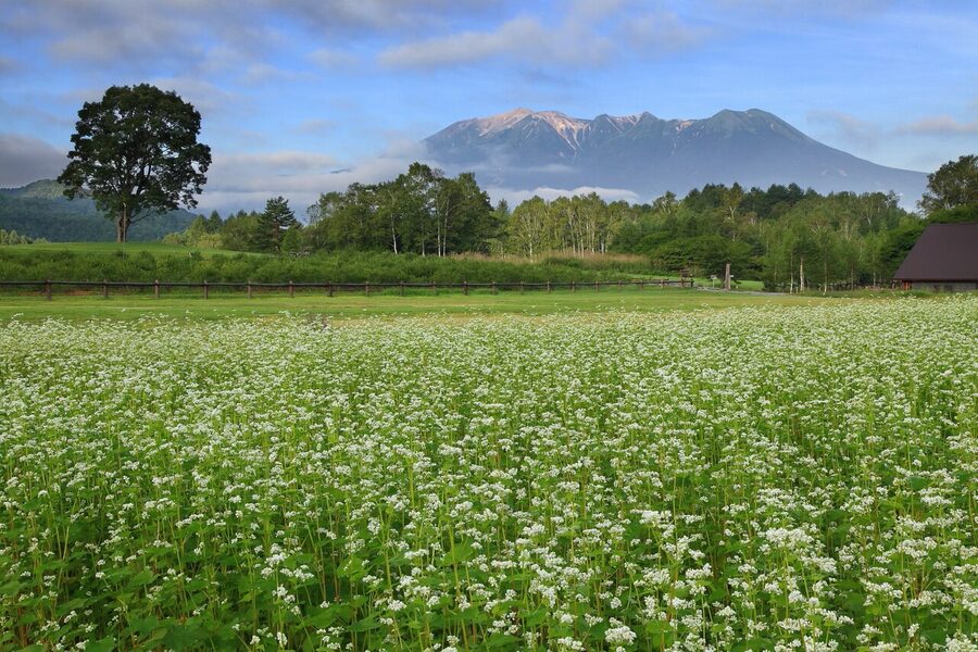 Buckwheat fields on Kaida-Kogen with Mt Ontake behind