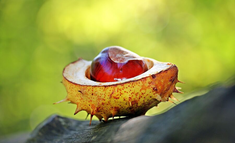 Fresh chestnuts in their spiky outer shells, harvested in autumn
