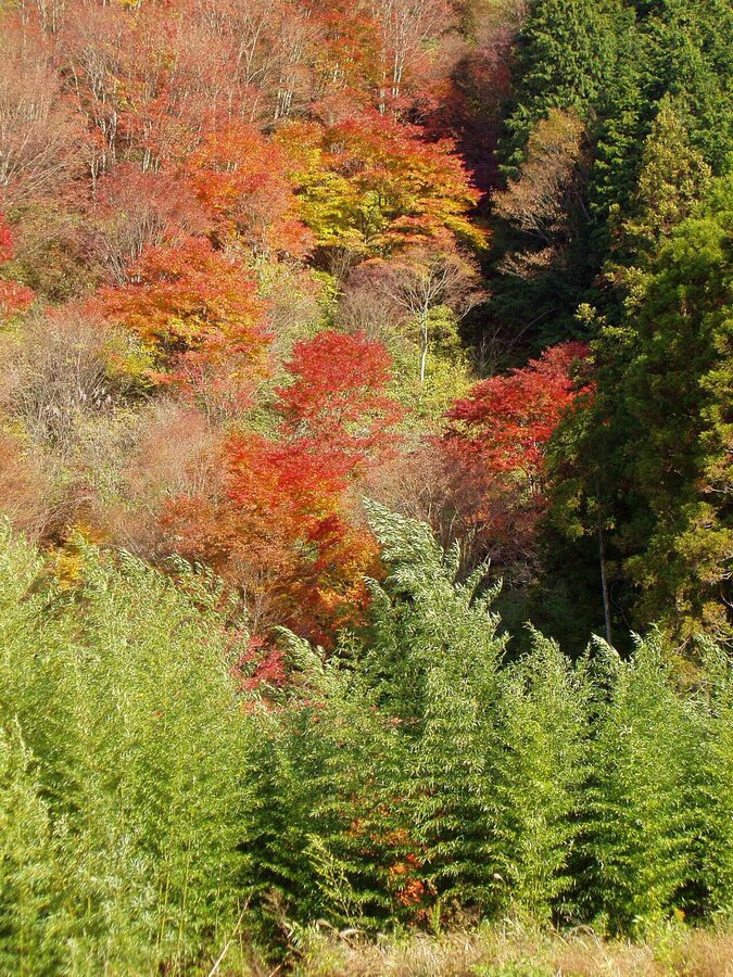 Forest section of the Nakasendo trail between Magome and Tsumago