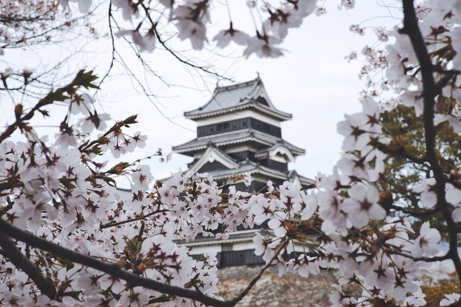 Cherry blossoms in front of Matsumoto Castle