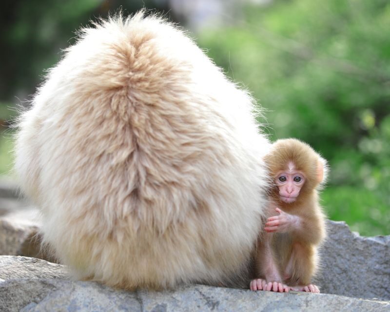 Nagano: 1-Day Snow Monkey & Cherry Blossom Tour in Spring - Key points that matter before you go