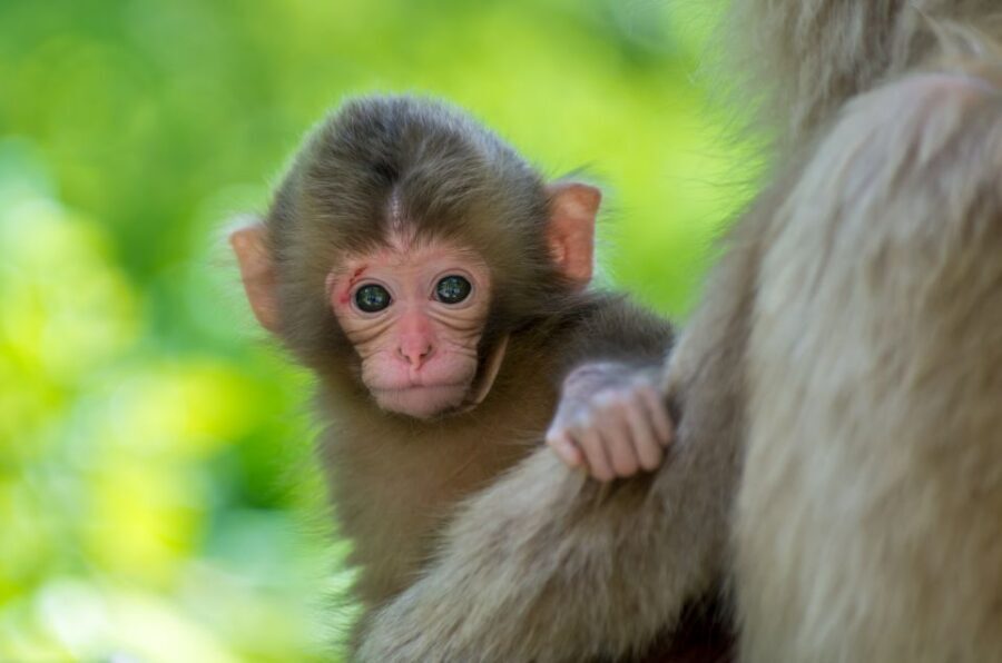 Nagano: 1-Day Snow Monkey & Cherry Blossom Tour in Spring - The real appeal: spring in Nagano is not Tokyo