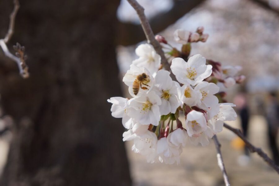 Nagano: 1-Day Snow Monkey & Cherry Blossom Tour in Spring - Jigokudani Monkey Park: watching macaques like wildlife, not a show