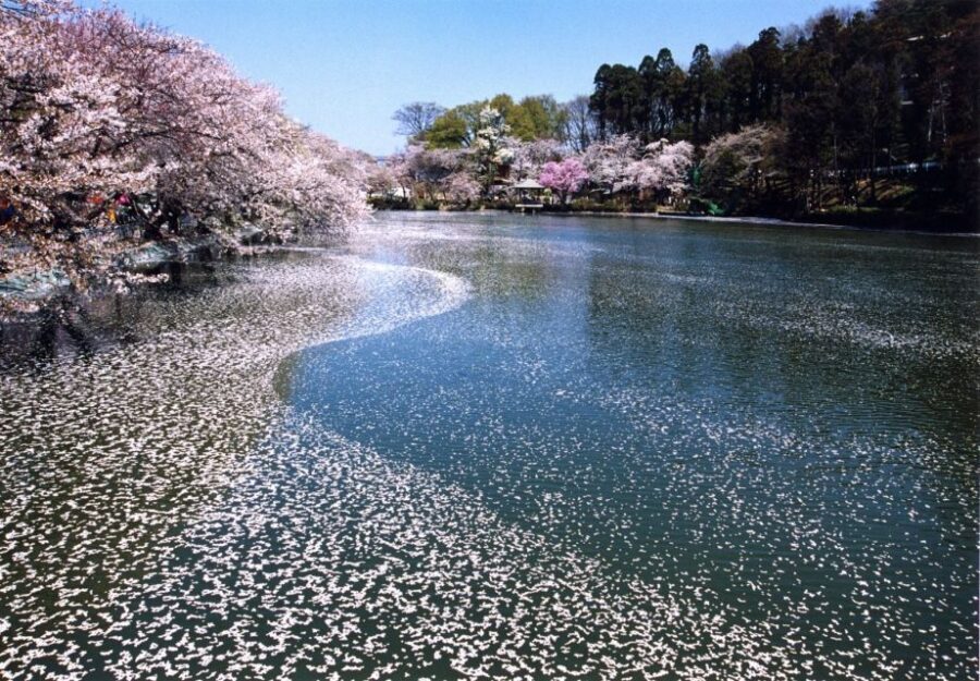 Nagano: 1-Day Snow Monkey & Cherry Blossom Tour in Spring - Cherry blossom viewpoint time: how northern Nagano changes the odds