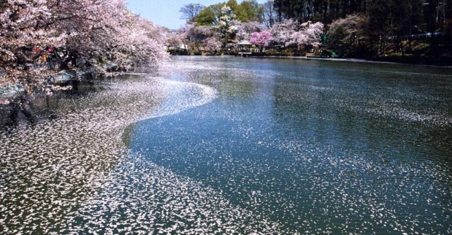 Nagano: 1-Day Snow Monkey & Cherry Blossom Tour in Spring - From Nagano Station to Jigokudani: the day gets moving fast