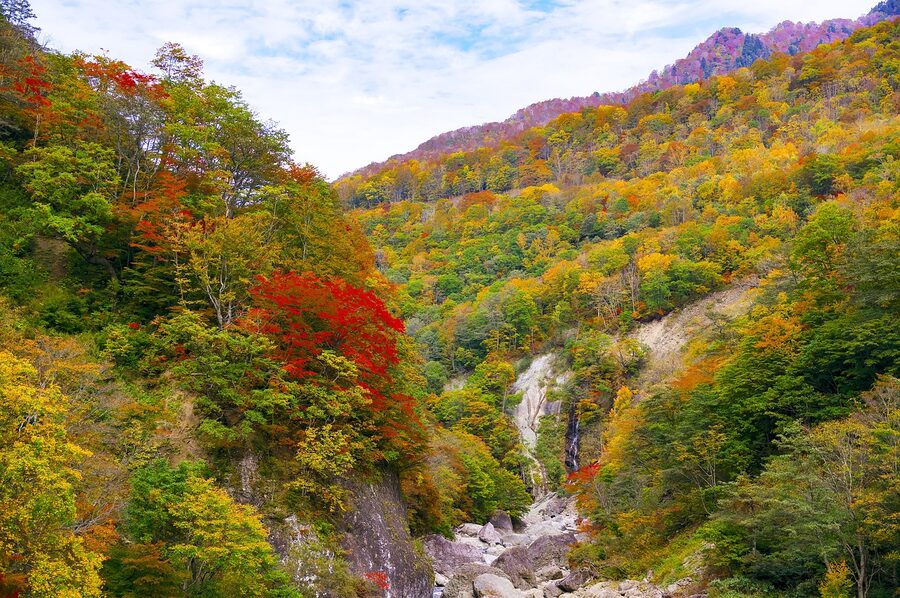 Autumn foliage in Nagano with red and yellow maple leaves