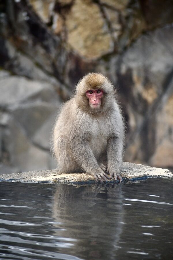Snow monkey at Jigokudani Monkey Park near Nagano