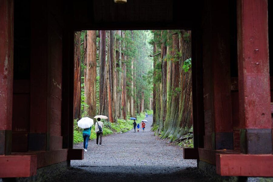 Cedar forest walk in Nagano on a rainy day