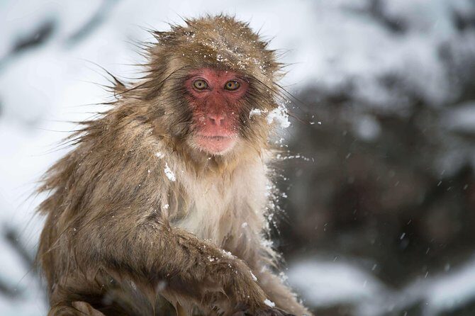 Nagano Private Two Day Tour - Jigokudani Snow Monkey Park: wild hot-spring antics, even in warm months