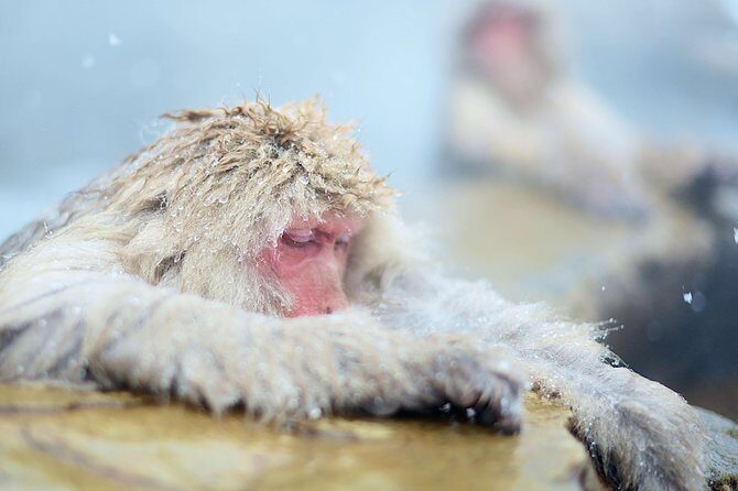 Nagano Private Two Day Tour - Ryokan night and onsen access: the real reason this tour is worth it