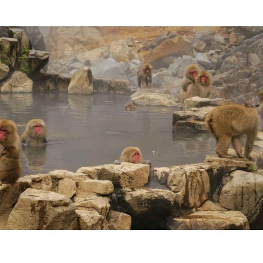 Nagano: Snow Monkey Private Instagramable Day Tour Low Price - Key things I’d watch for before you book