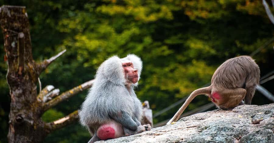 Nagano: Snow Monkey Private Instagramable Day Tour Low Price - Zenko-ji Temple: start with calm, then move
