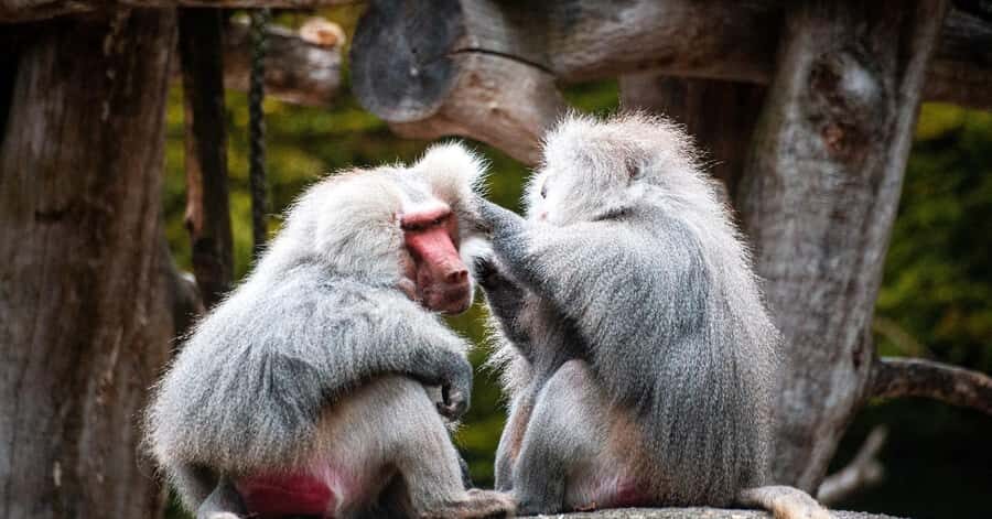 Nagano: Snow Monkey Private Instagramable Day Tour Low Price - Shibu Onsen and the castle ruins: onsen streets and samurai leftovers