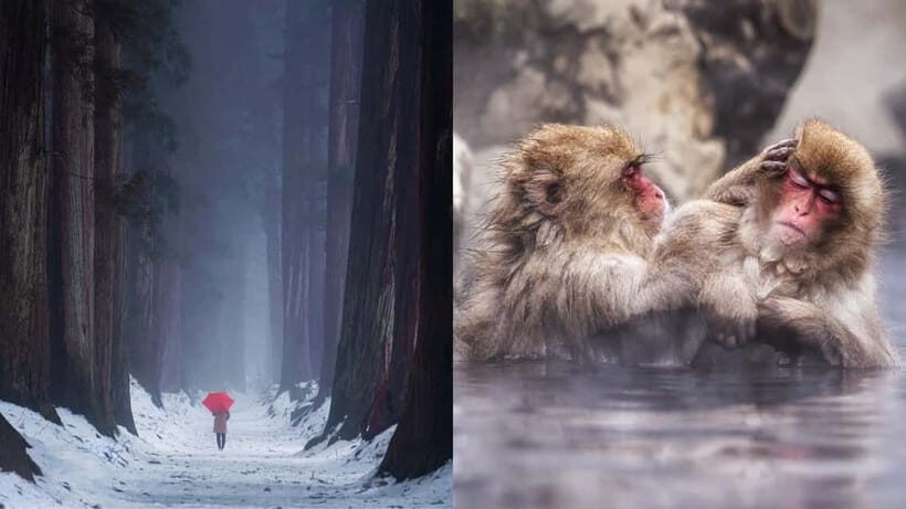 Nagano: Snow Monkeys & Togakushi Shrine Two-Spot in-One Day - Jigokudani Snow Monkey Park: The 30–40 Minute Walk You Should Expect