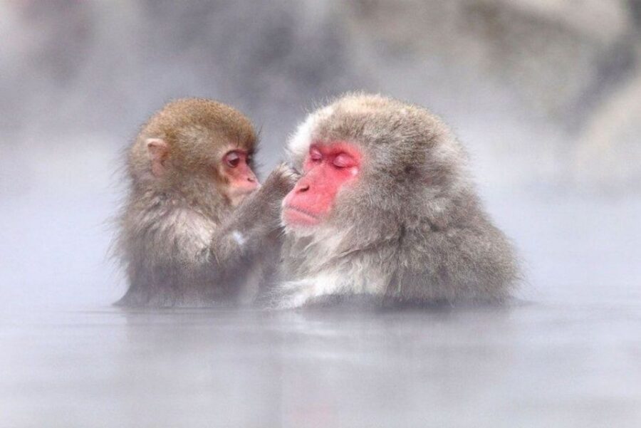 Nagano: Snow Monkeys, Zenkoji Temple & Sake Day Trip - Key takeaways before you go