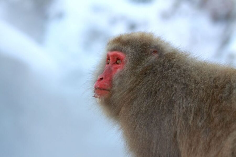 Nagano: Snow Monkeys, Zenkoji Temple & Sake Day Trip - Should you book this Snow Monkeys, Zenko-ji & Sake day trip?