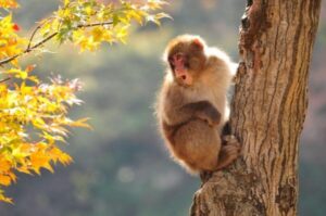 Nagano: Snow Monkeys, Zenkoji Temple & Sake Day Trip - The surprise food-tasting stop that breaks up the travel grind