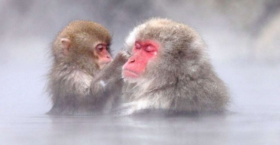 Nagano: Snow Monkeys, Zenkoji Temple & Sake Day Trip - Lunch in Nagano: more than a boxed meal