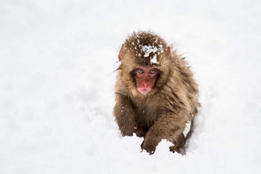 Nagano: Snow Monkeys, Zenkoji Temple & Sake Day Trip - Jigokudani Snow Monkey Park: the cold walk that’s actually part of the magic