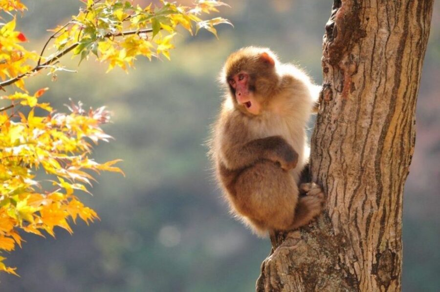 Nagano: Snow Monkeys, Zenkoji Temple & Sake Day Trip - The surprise food-tasting stop that breaks up the travel grind
