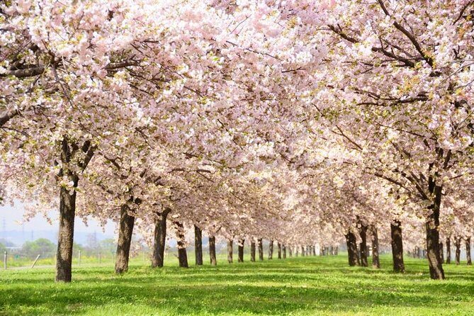 Nagano Spring: 1-Day Cherry Blossoms & Snow Monkeys Guided Tour - Key highlights I think you’ll care about
