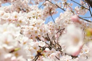 Nagano Spring: 1-Day Cherry Blossoms & Snow Monkeys Guided Tour - Jigokudani Snow Monkey Park: how to get the best views (and follow the rules)
