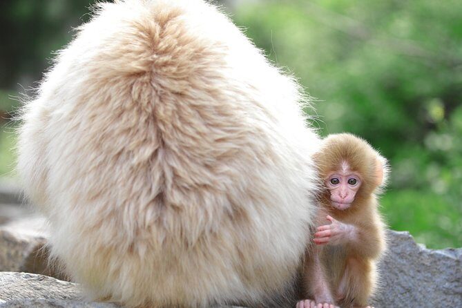 Nagano Spring: 1-Day Cherry Blossoms & Snow Monkeys Guided Tour - The guide effect: why names like Joyce, Kunihiko Endo, Jens, Ryu, and Peter matter