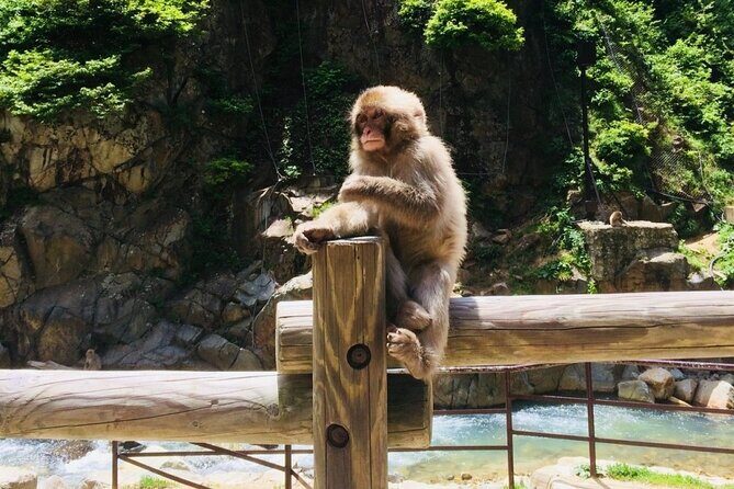 Nagano Spring: 1-Day Cherry Blossoms & Snow Monkeys Guided Tour - Timing, walking, and comfort: what moderate fitness really means