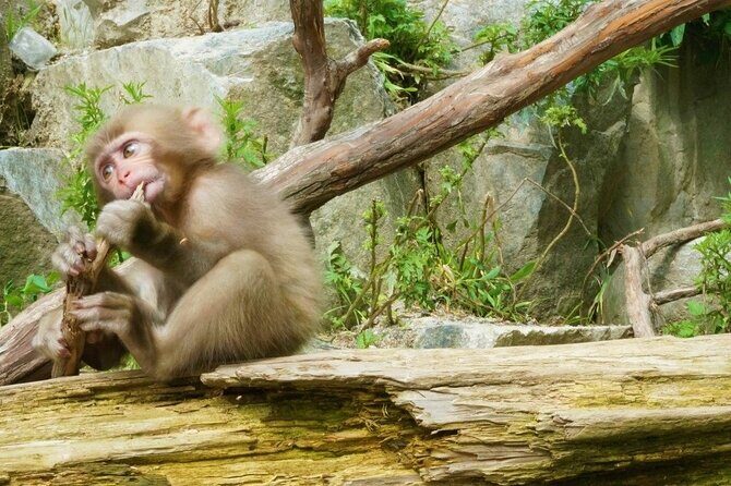 Nagano Spring: 1-Day Cherry Blossoms & Snow Monkeys Guided Tour - Price and value check for $150.89 per person