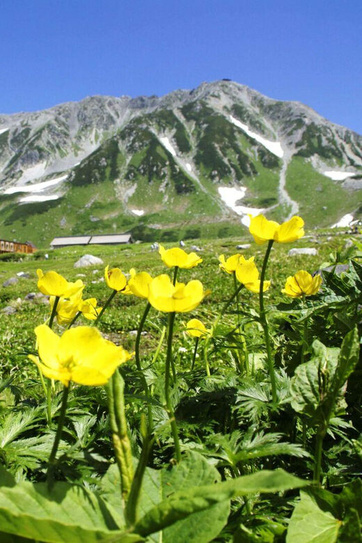 Nagano: Tateyama-Kurobe Guided Walking Tour - Who this tour suits best (and who should choose differently)