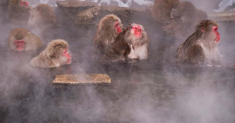 Nagano/Tokyo: Snow Monkey and Zenkoji Temple Private Tour - Key highlights you’ll actually feel