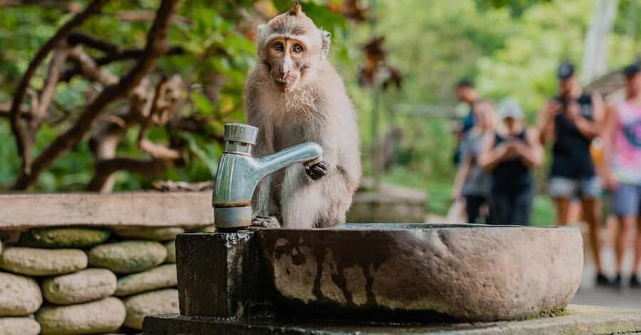 Nagano/Tokyo: Snow Monkey and Zenkoji Temple Private Tour - Yamanochi: natural scenery and traditional wooden streets