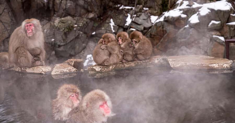 Nagano/Tokyo: Snow Monkey and Zenkoji Temple Private Tour - A private Nagano day that feels easier than it sounds