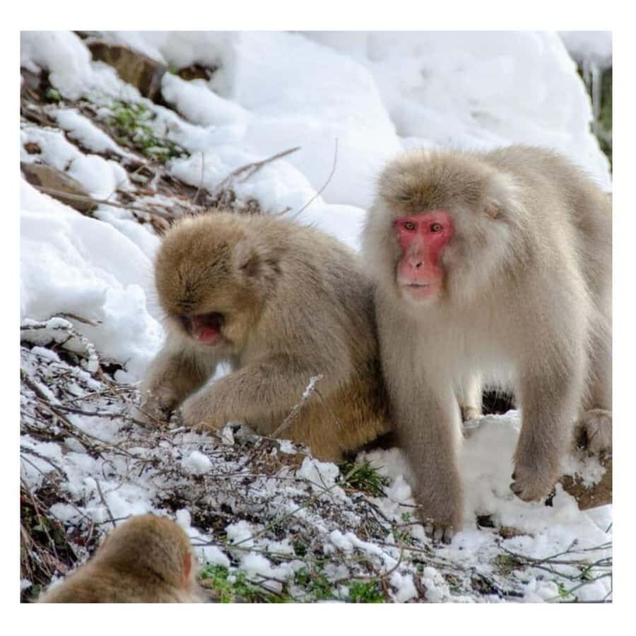 Nagano/Tokyo: Snow Monkey and Zenkoji Temple Private Tour - The long drive from Tokyo: how to avoid a “car day” mood