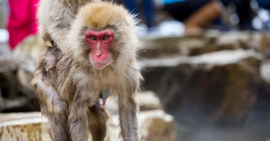 Nagano/Tokyo: Snow Monkey and Zenkoji Temple Private Tour - Obuse town and the Hokusai Museum: art and seasonal vibes