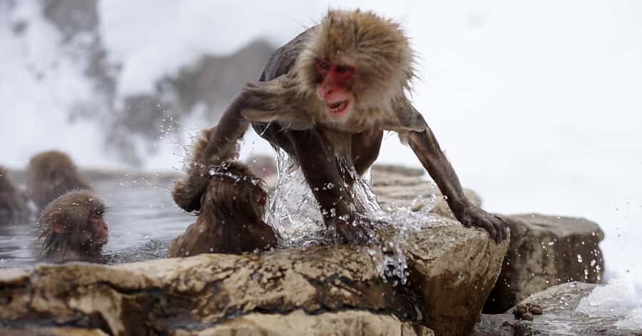 Nagano/Tokyo: Snow Monkey and Zenkoji Temple Private Tour - Zenko-ji Temple: gates, halls, and how to see it right