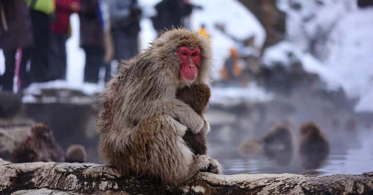 Nagano/Tokyo: Snow Monkey and Zenkoji Temple Private Tour - Price and value for a group of up to six