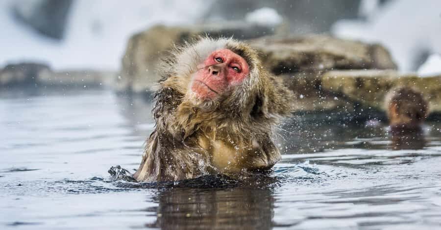 Nagano/Tokyo: Snow Monkey and Zenkoji Temple Private Tour - Matsushiro Castle Ruins: Sanada-era history without the museum fatigue
