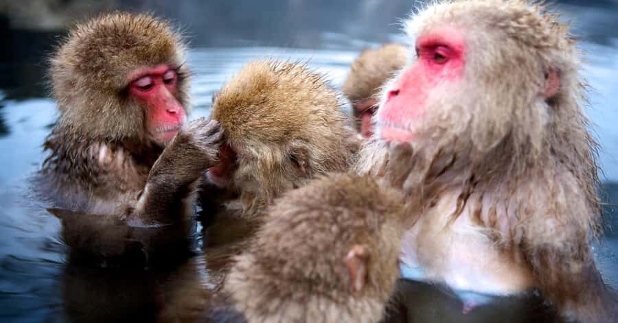 Nagano/Tokyo: Snow Monkey and Zenkoji Temple Private Tour - Shibu Onsen: a hot spring town made for walking